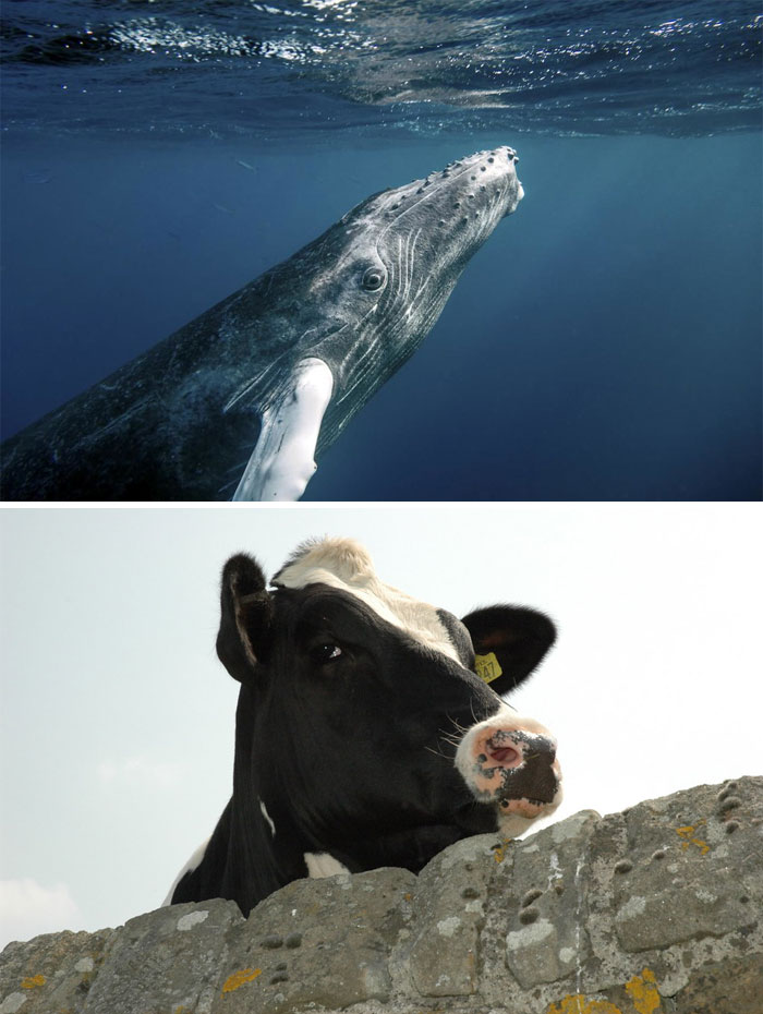 Father Asks Strangers To Suggest Interesting Facts He Could Tell His Daughter, Gets 40 Responses