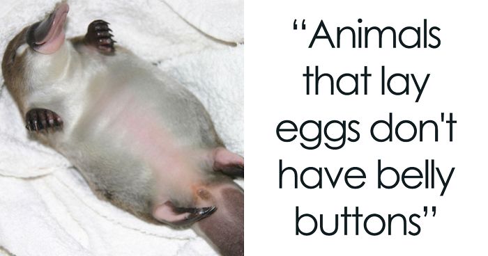 Father Asks Strangers To Suggest Interesting Facts He Could Tell His Daughter, Gets 40 Responses