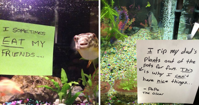 23 Hilarious Fish That Got Shamed Publicly For Being Naughty