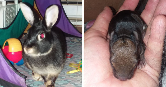 Turbo The House Rabbit Has An Important Message To Share