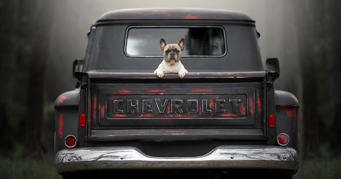 Dog Owners Are Buying Vintage Cars For Their Lazy Pets And I’m Getting To Photograph Them