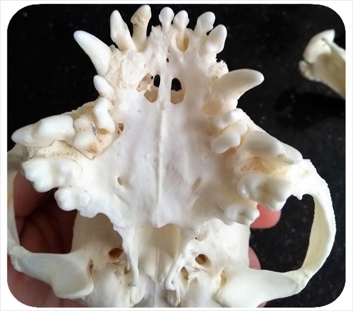 Guy Wants To Get A Purebred Pug, His Friend Tries To Prove Why It's Animal Cruelty With Skull Comparison Guy Wants To Get A Purebred Pug, His Friend Tries To Prove Why It's Animal Cruelty With Skull Comparison