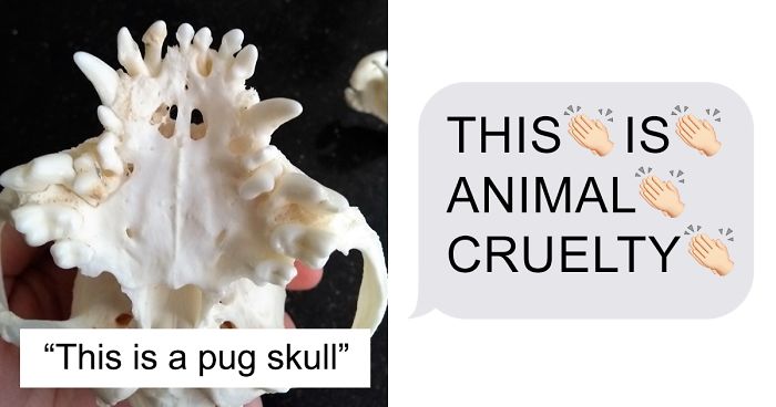Guy Wants To Get A Purebred Pug, His Friend Tries To Prove Why It’s Animal Cruelty With Skull Comparison