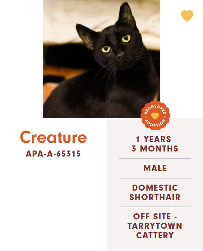 Funny-Cats-Names-Pet-Adoption-Austin-Pets-Alive