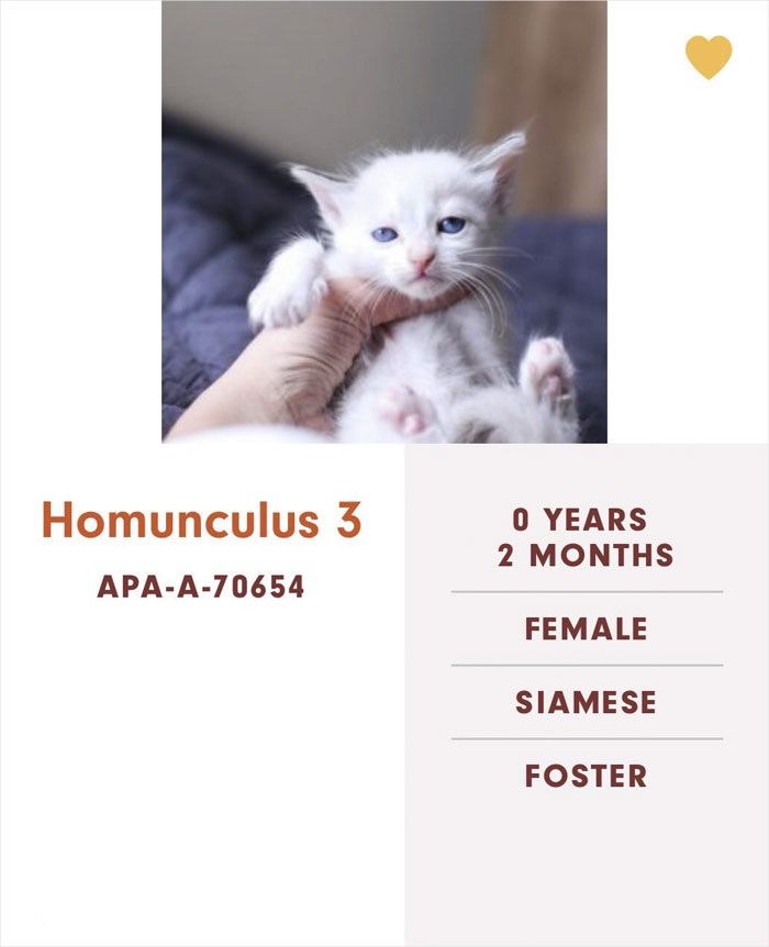 Funny-Cats-Names-Pet-Adoption-Austin-Pets-Alive