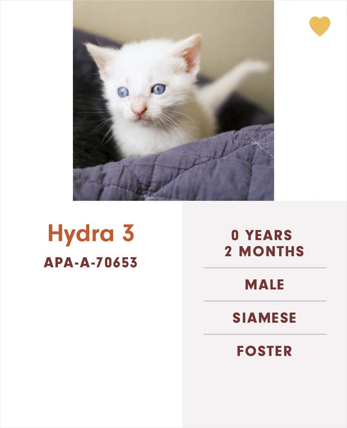 Funny-Cats-Names-Pet-Adoption-Austin-Pets-Alive