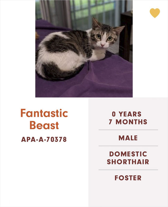 Funny-Cats-Names-Pet-Adoption-Austin-Pets-Alive