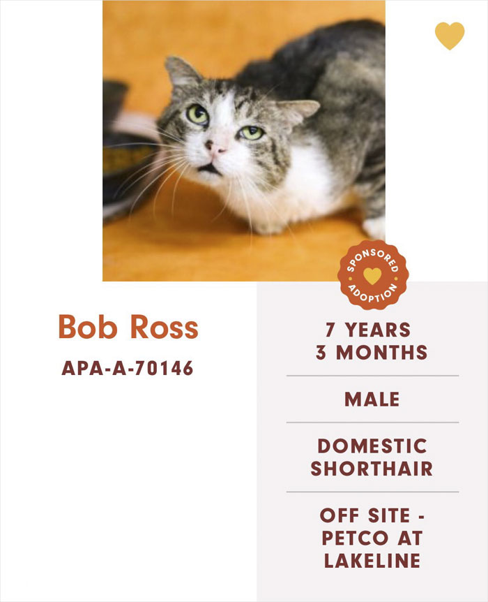 Funny-Cats-Names-Pet-Adoption-Austin-Pets-Alive