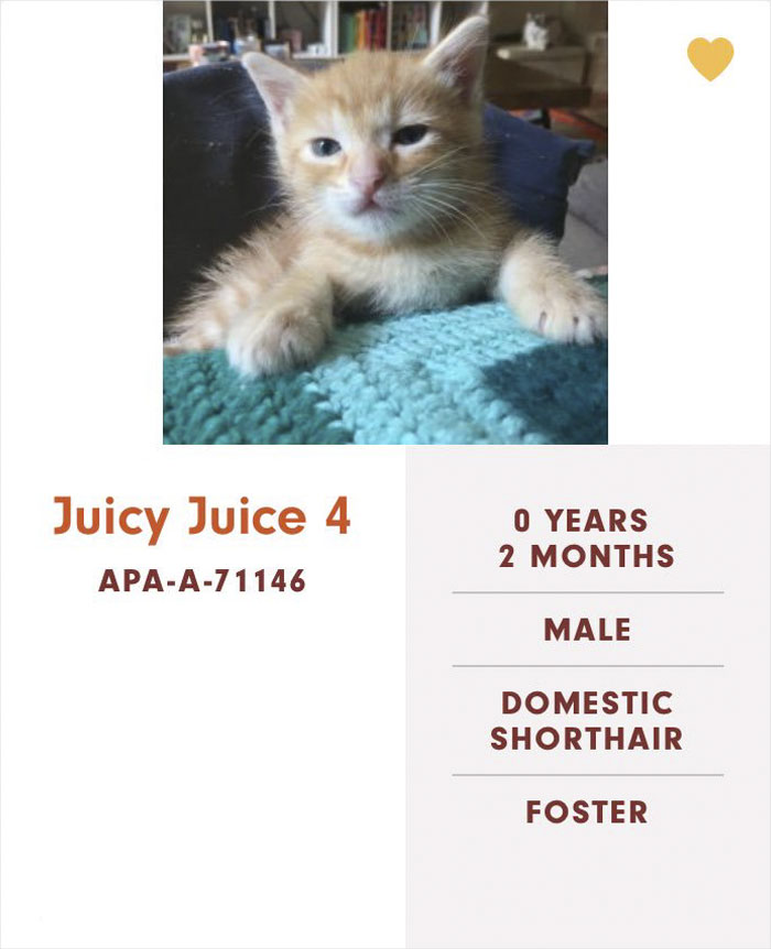 Funny-Cats-Names-Pet-Adoption-Austin-Pets-Alive