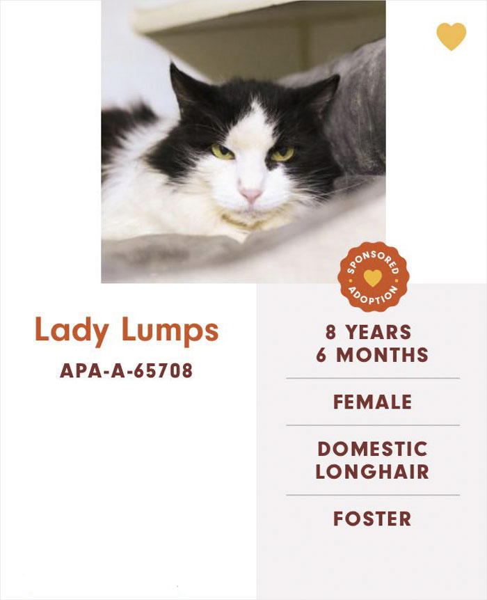 Funny-Cats-Names-Pet-Adoption-Austin-Pets-Alive