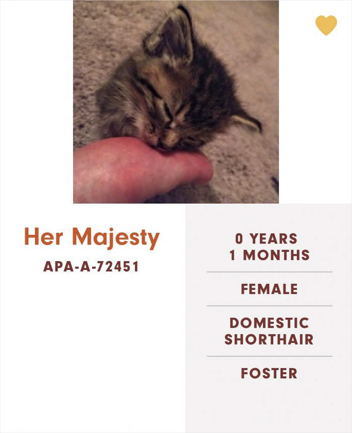 Funny-Cats-Names-Pet-Adoption-Austin-Pets-Alive