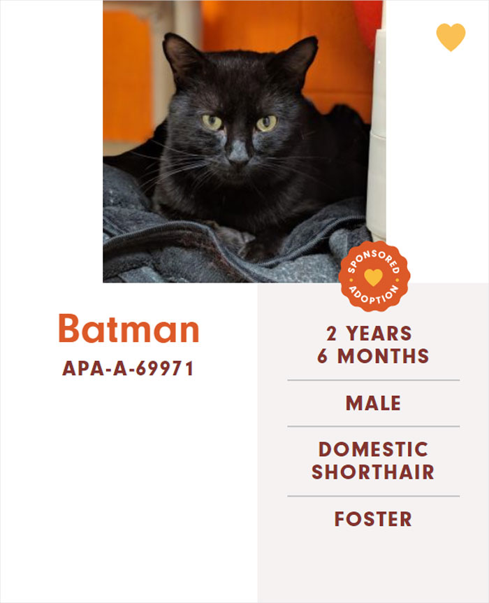 Funny-Cats-Names-Pet-Adoption-Austin-Pets-Alive