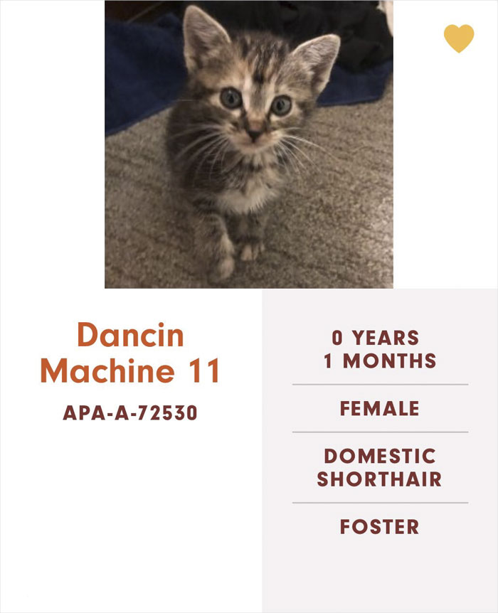 Funny-Cats-Names-Pet-Adoption-Austin-Pets-Alive