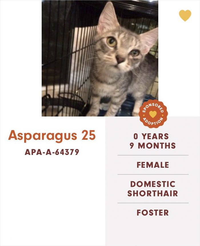 Funny-Cats-Names-Pet-Adoption-Austin-Pets-Alive