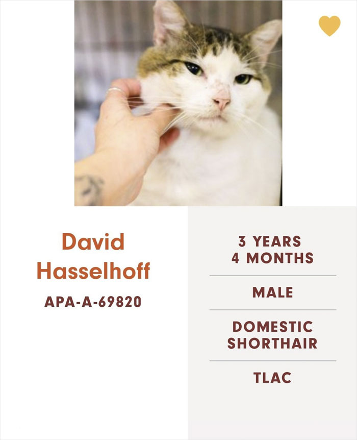 Funny-Cats-Names-Pet-Adoption-Austin-Pets-Alive