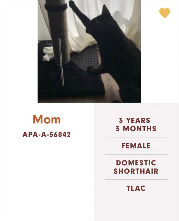 Funny-Cats-Names-Pet-Adoption-Austin-Pets-Alive