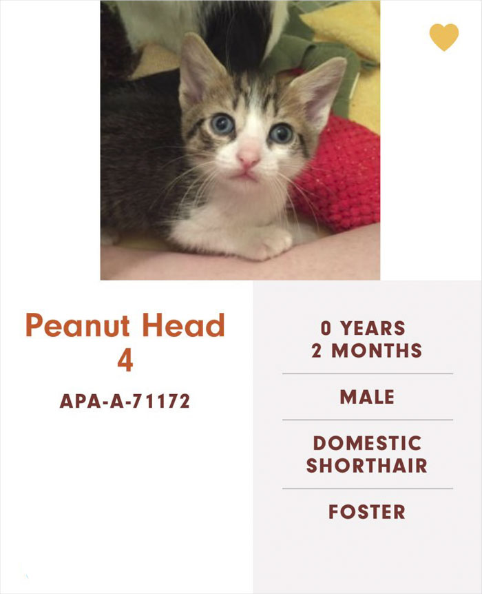 Funny-Cats-Names-Pet-Adoption-Austin-Pets-Alive