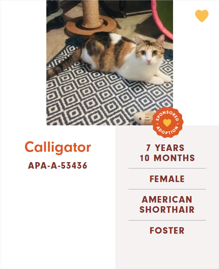 Funny-Cats-Names-Pet-Adoption-Austin-Pets-Alive