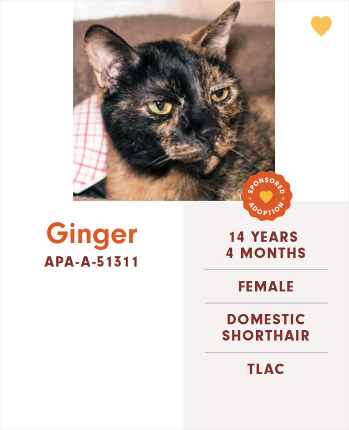 Funny-Cats-Names-Pet-Adoption-Austin-Pets-Alive