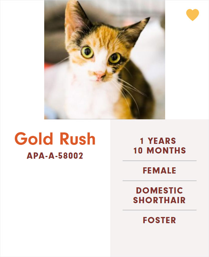 Funny-Cats-Names-Pet-Adoption-Austin-Pets-Alive