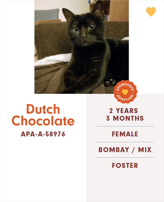 Funny-Cats-Names-Pet-Adoption-Austin-Pets-Alive