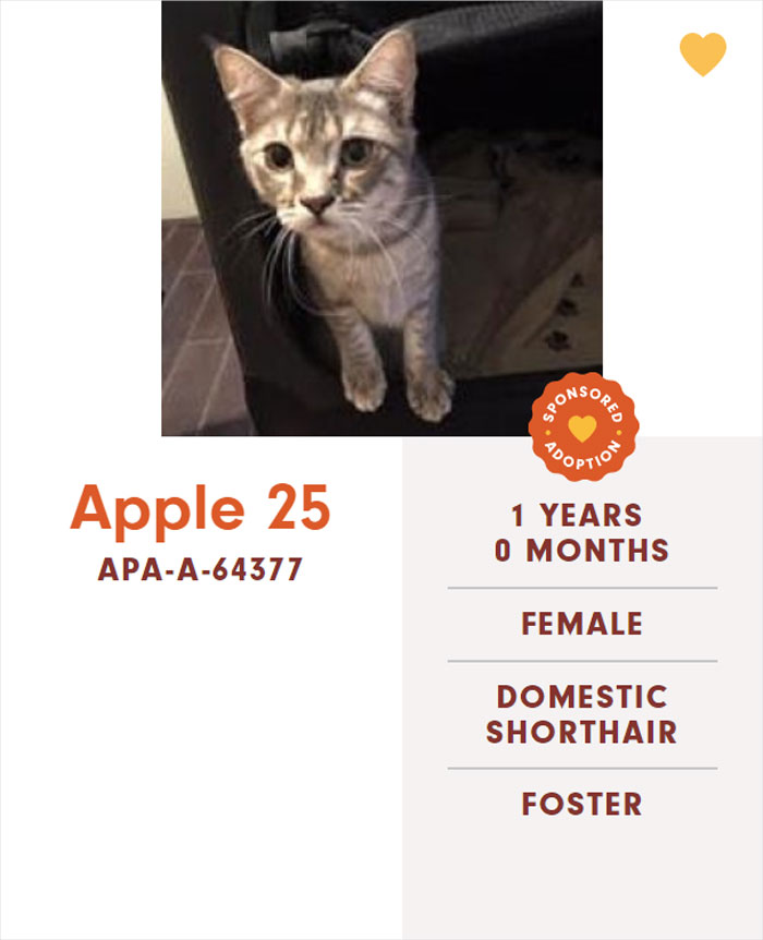 Funny-Cats-Names-Pet-Adoption-Austin-Pets-Alive