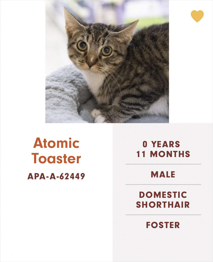 Funny-Cats-Names-Pet-Adoption-Austin-Pets-Alive