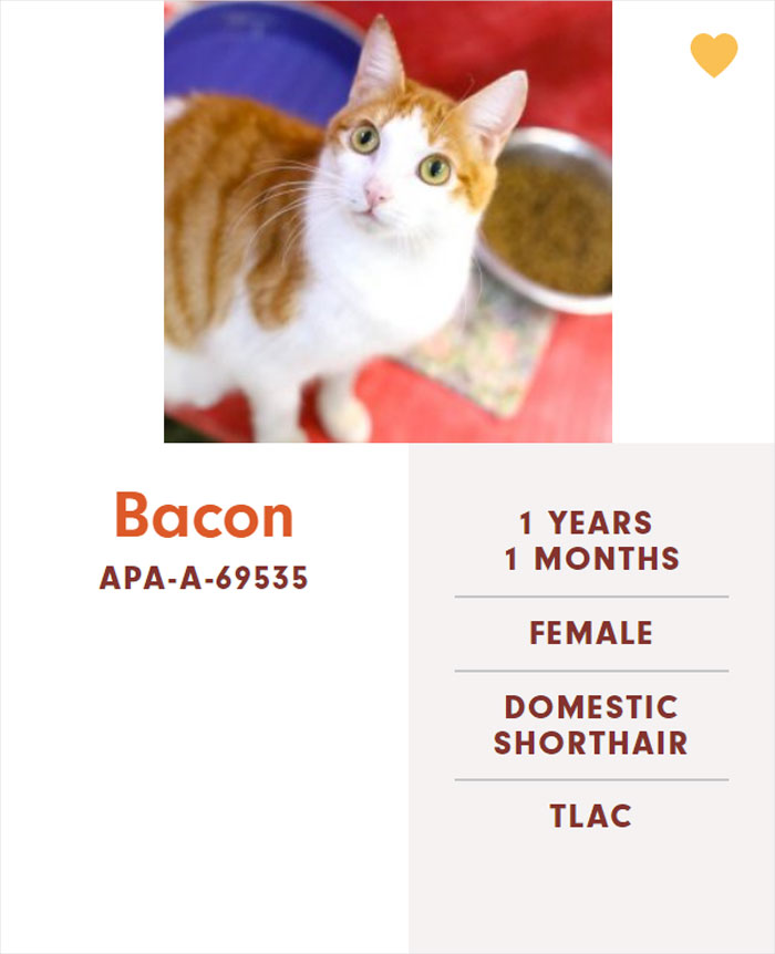 Funny-Cats-Names-Pet-Adoption-Austin-Pets-Alive