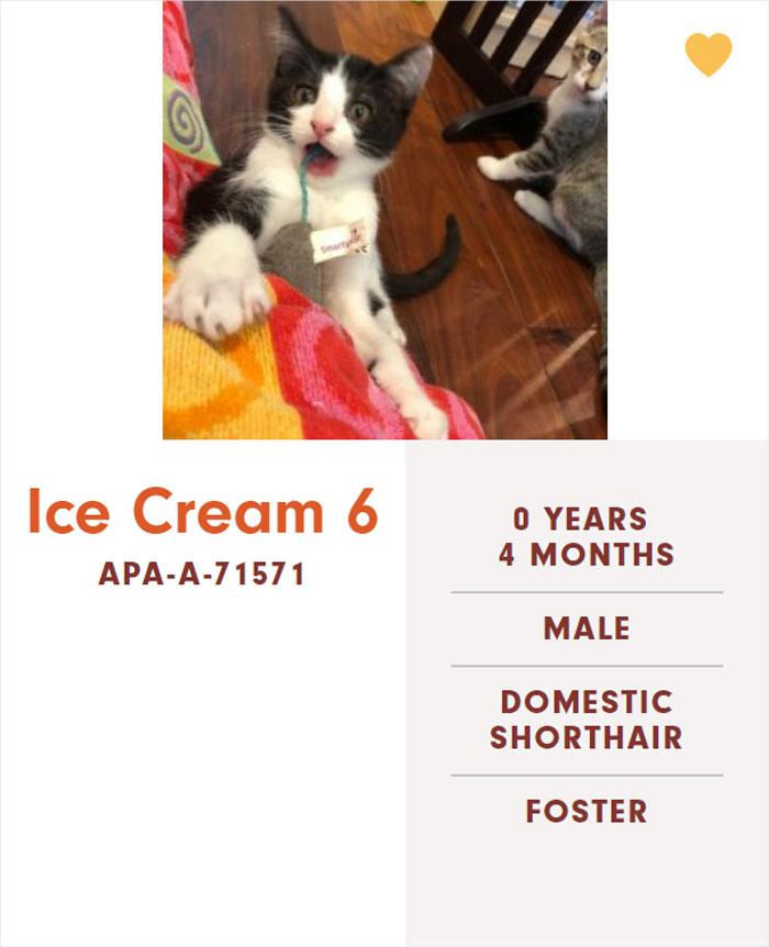 Funny-Cats-Names-Pet-Adoption-Austin-Pets-Alive