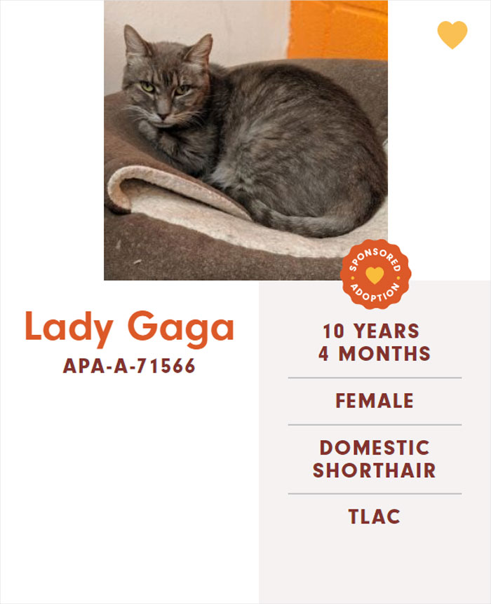 Funny-Cats-Names-Pet-Adoption-Austin-Pets-Alive