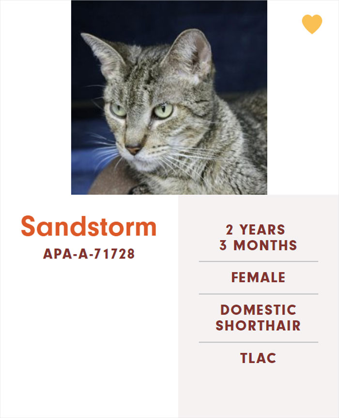 Funny-Cats-Names-Pet-Adoption-Austin-Pets-Alive