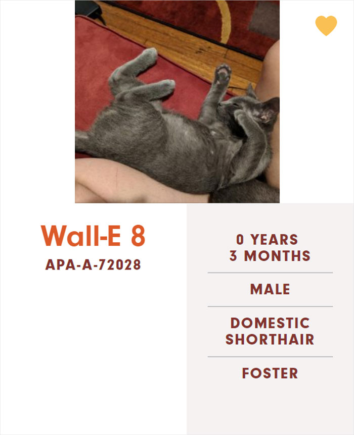 Funny-Cats-Names-Pet-Adoption-Austin-Pets-Alive