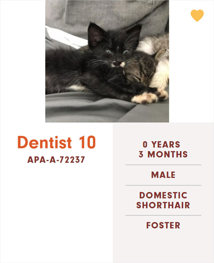 Funny-Cats-Names-Pet-Adoption-Austin-Pets-Alive