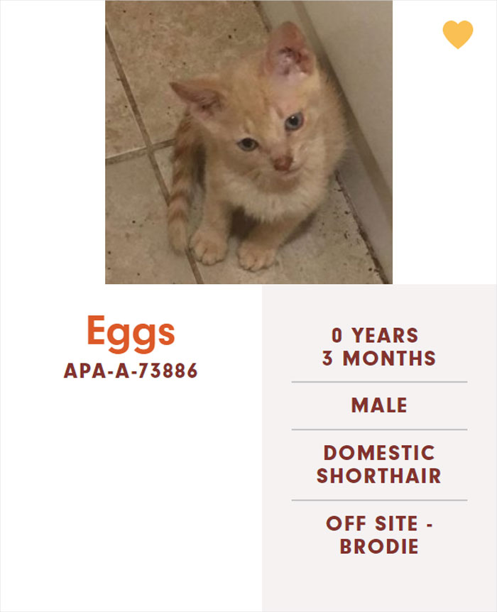 Funny-Cats-Names-Pet-Adoption-Austin-Pets-Alive