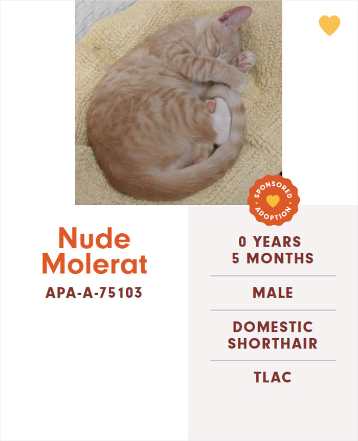 Funny-Cats-Names-Pet-Adoption-Austin-Pets-Alive