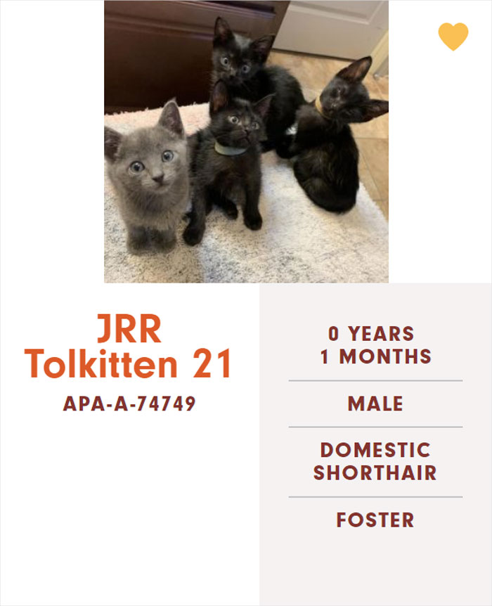 Funny-Cats-Names-Pet-Adoption-Austin-Pets-Alive