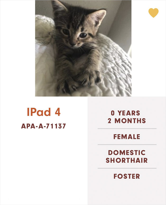 Funny-Cats-Names-Pet-Adoption-Austin-Pets-Alive