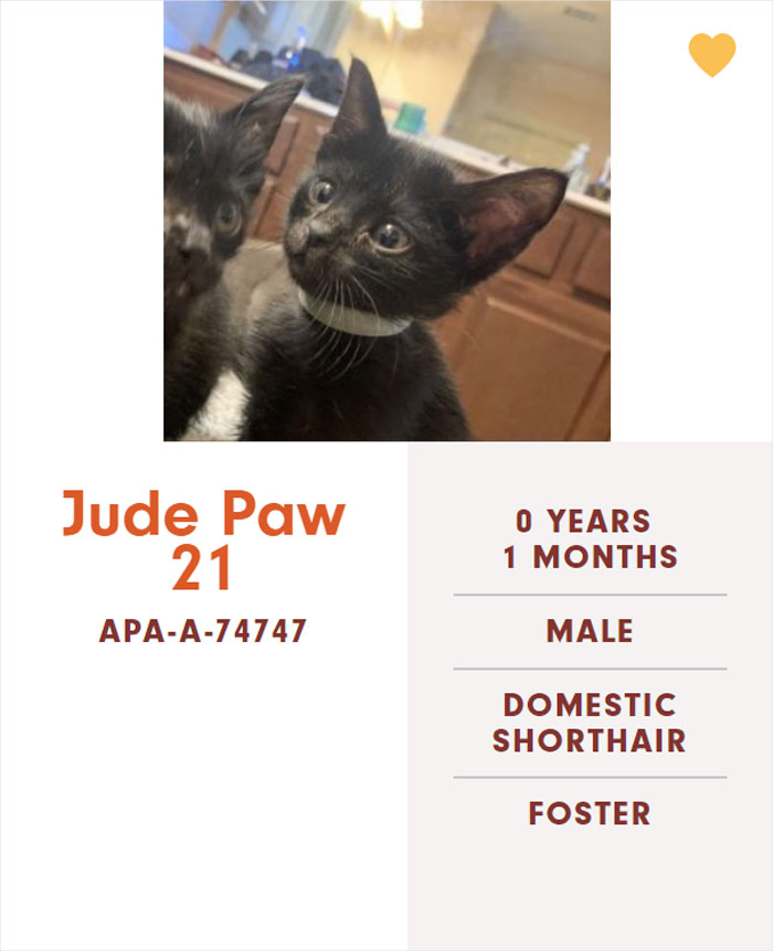 Funny-Cats-Names-Pet-Adoption-Austin-Pets-Alive