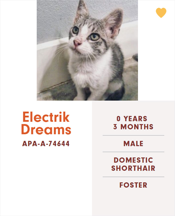 Funny-Cats-Names-Pet-Adoption-Austin-Pets-Alive