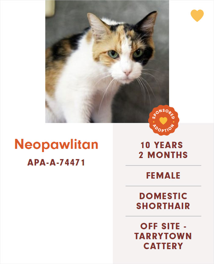 Funny-Cats-Names-Pet-Adoption-Austin-Pets-Alive