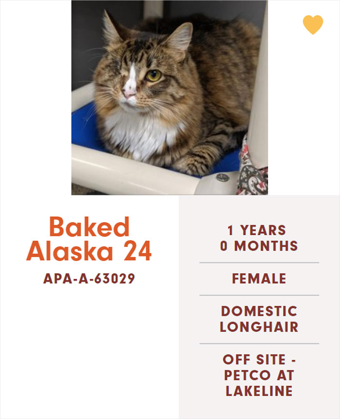 Funny-Cats-Names-Pet-Adoption-Austin-Pets-Alive