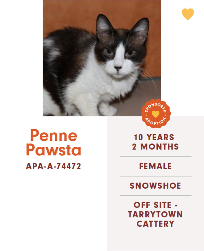 Funny-Cats-Names-Pet-Adoption-Austin-Pets-Alive