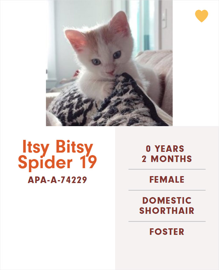 Funny-Cats-Names-Pet-Adoption-Austin-Pets-Alive