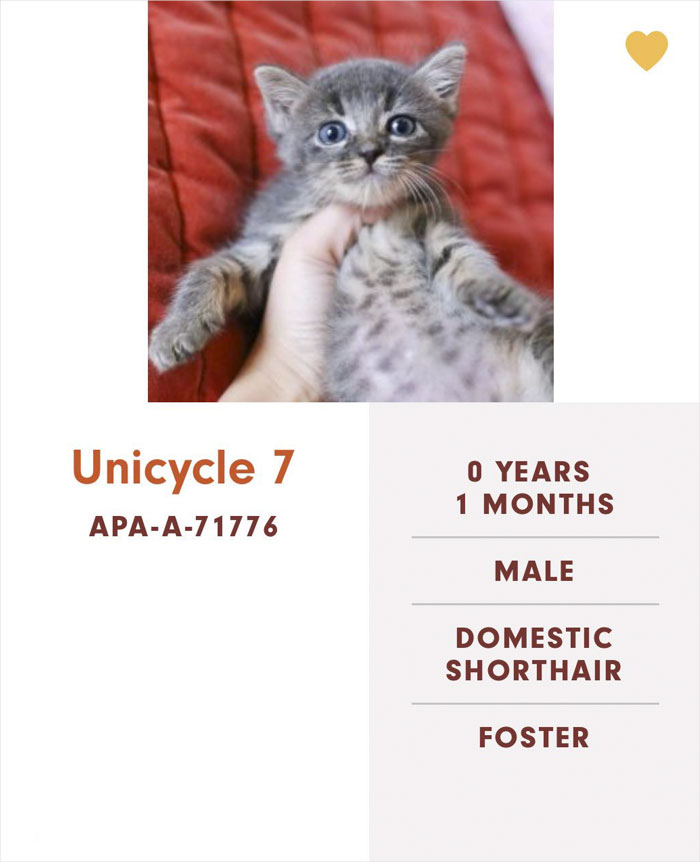 Funny-Cats-Names-Pet-Adoption-Austin-Pets-Alive