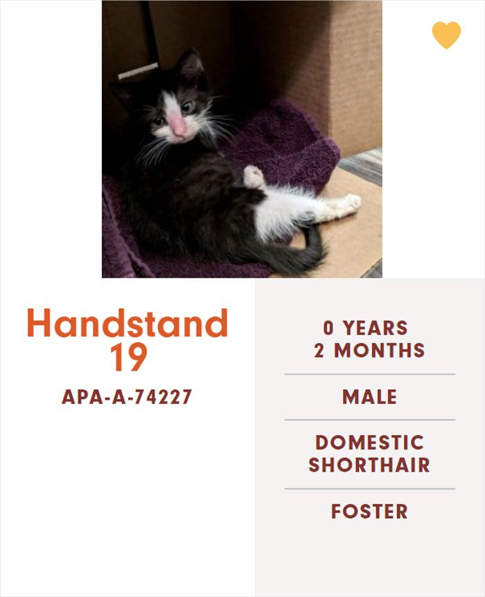 Funny-Cats-Names-Pet-Adoption-Austin-Pets-Alive