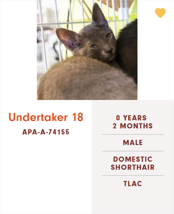 Funny-Cats-Names-Pet-Adoption-Austin-Pets-Alive