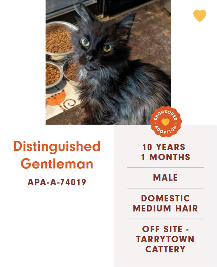 Funny-Cats-Names-Pet-Adoption-Austin-Pets-Alive