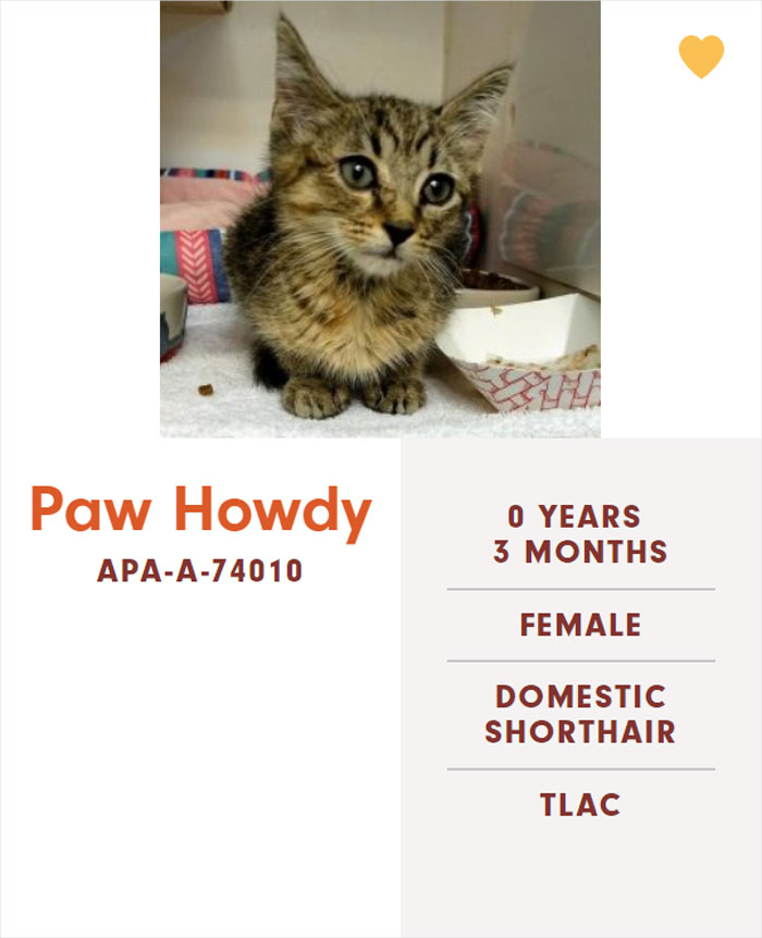 Funny-Cats-Names-Pet-Adoption-Austin-Pets-Alive