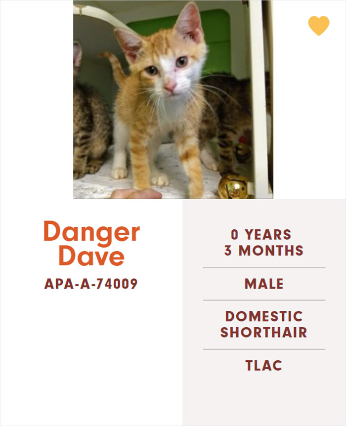 Funny-Cats-Names-Pet-Adoption-Austin-Pets-Alive