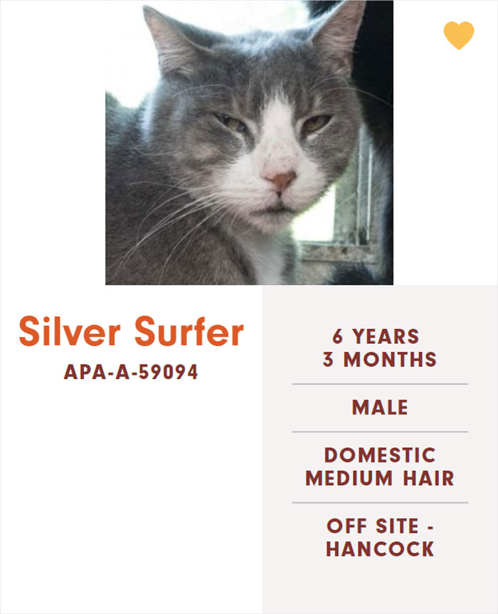 Funny-Cats-Names-Pet-Adoption-Austin-Pets-Alive